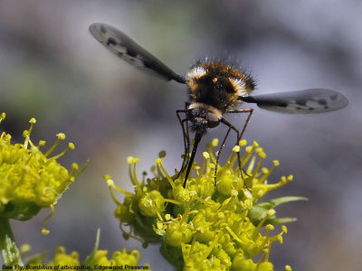 Bee Fly, Bombylius cf albicapillus.jpg