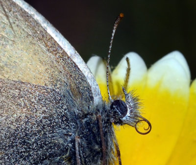 Common Ringlet.jpg