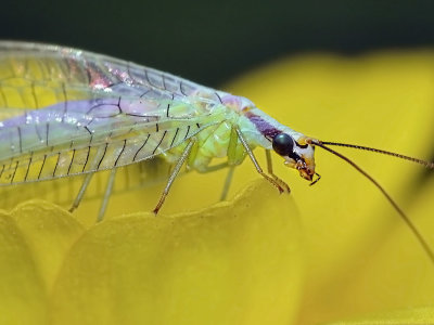 Green Lacewing, Chrysopa coloradensis.jpg