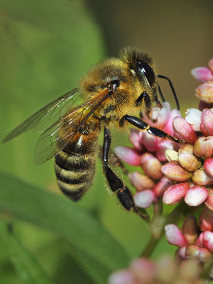 Honey Bee, Polygonum.jpg