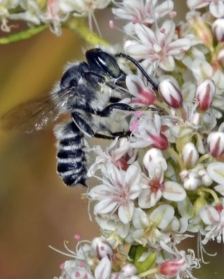Leaf-cutter Bee, Megachile sp.jpg