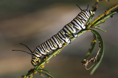 Monarch Caterpillar.jpg