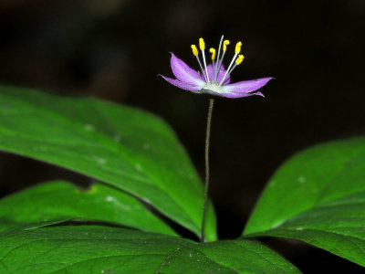 Pacific Star-flower.jpg
