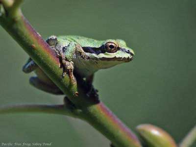 Pacific Tree Frog.jpg