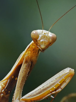 Praying Mantis, male.jpg