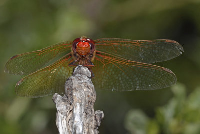 Red-veined Meadowhawk, male.jpg