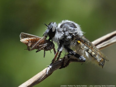 Robber Fly, lacewing.jpg