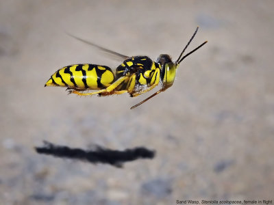 Sand Wasp, Steniolia scolopacea, female in flight.jpg