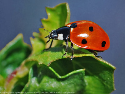 Seven-spotted Lady Beetle.jpg