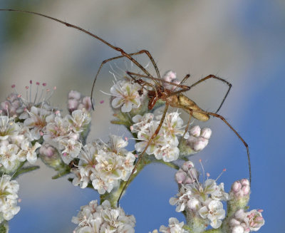 spider, long-jawed, male.jpg