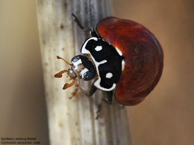 Spotless Lady Beetle, Cycloneda sanquinea.jpg