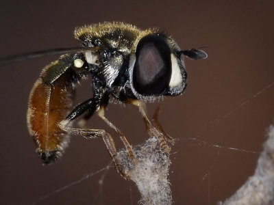 Syrphid Fly, female.jpg