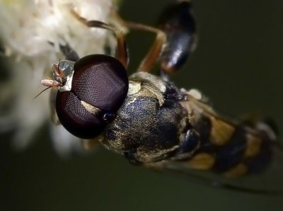 Syrphid Fly, male.jpg