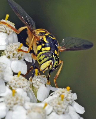 Syrphid Fly, Spilomyia sp.jpg