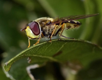 Syrphid Fly, Syrphus opinator, male.jpg