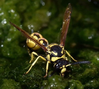 Potter Wasp, Eumenes verticalis 