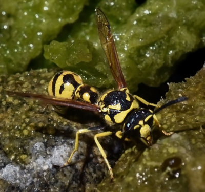 Potter Wasp, Eumenes verticalis