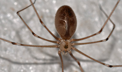 Long-bodied Cellar Spider, Pholcus phalangioides