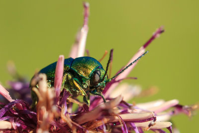 Zmrżka (Cryptocephalus sp.)