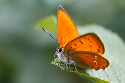 Czerwonczyk dukacik (Lycaena virgaureae) 