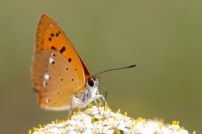 Czerwonczyk dukacik (Lycaena virgaureae) 