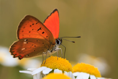 Czerwonczyk dukacik (Lycaena virgaureae) 