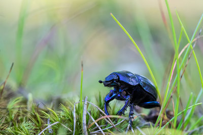 Żuk leśny (Anoplotrupes stercorosus) 