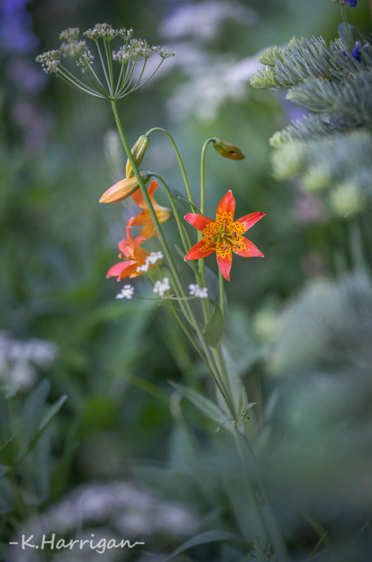 Alpine Lily