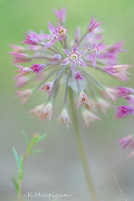 Sierra Wildflowers - Pink