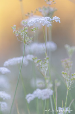 Sierra Wildflowers - White