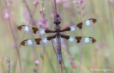 Twelve-Spotted Skimmer among Checker Mallow