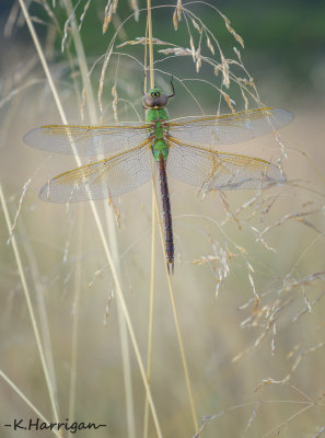 Common Green Darner