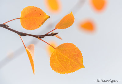 Fall Bloom