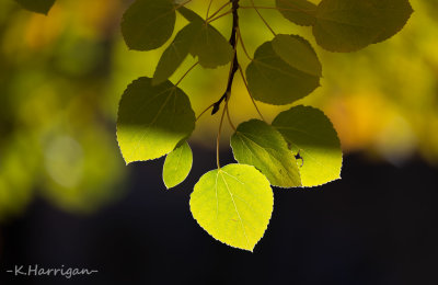 Before the Fall