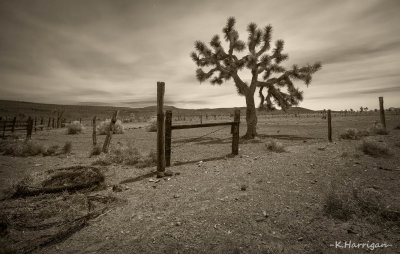 Joshua with Fence and Barbed Wire