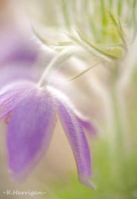 Pasque Flower - Pulsatilla vulgaris