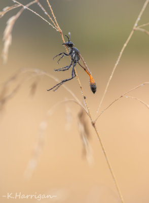 Red Sand Wasp