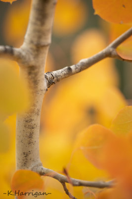 In an Aspen Grove
