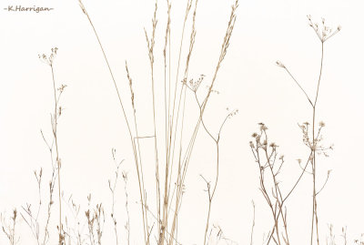 Meadowland
