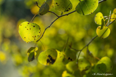 Green As Can Be