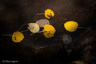 Autumn Cache