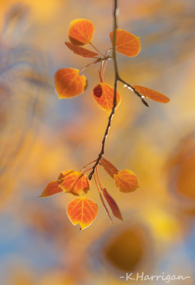 Orange Lavaliere
