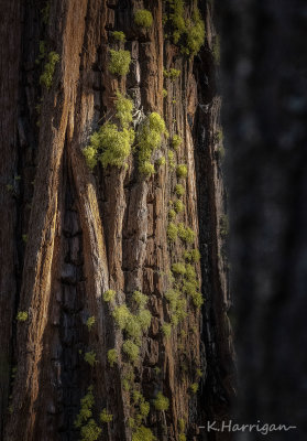 Giant Sequoia with Wolf Lichen