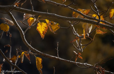 Black Cottonwood in Mid-Morning Light