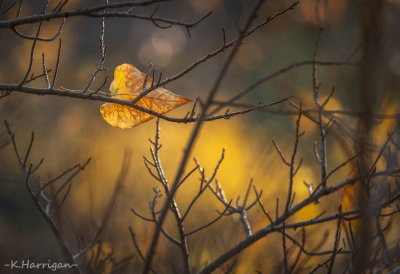 Broken Fall