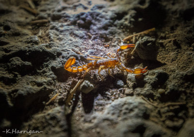Bark Scorpion