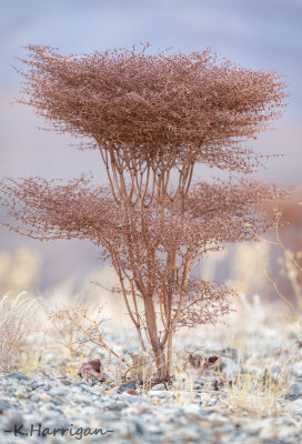 Pagoda Buckwheat -Eriogonum rixfordii