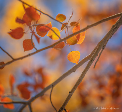 Aspens in Color