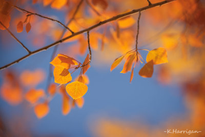 Gold on Blue