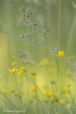 Buttercups with Spring Grass